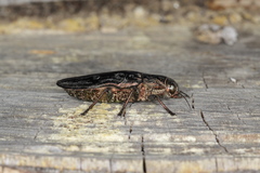 Chalcophora mariana massiliensis