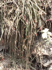 Disocactus speciosus