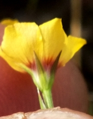 Linum hudsonioides