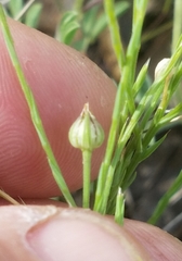 Linum hudsonioides
