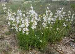 Penstemon guadalupensis