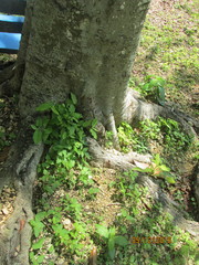 Melicoccus bijugatus