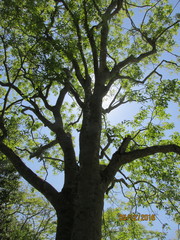 Melicoccus bijugatus