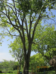 Melicoccus bijugatus