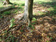 Melicoccus bijugatus