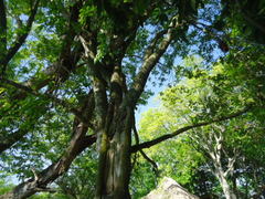 Melicoccus bijugatus