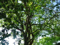 Melicoccus bijugatus