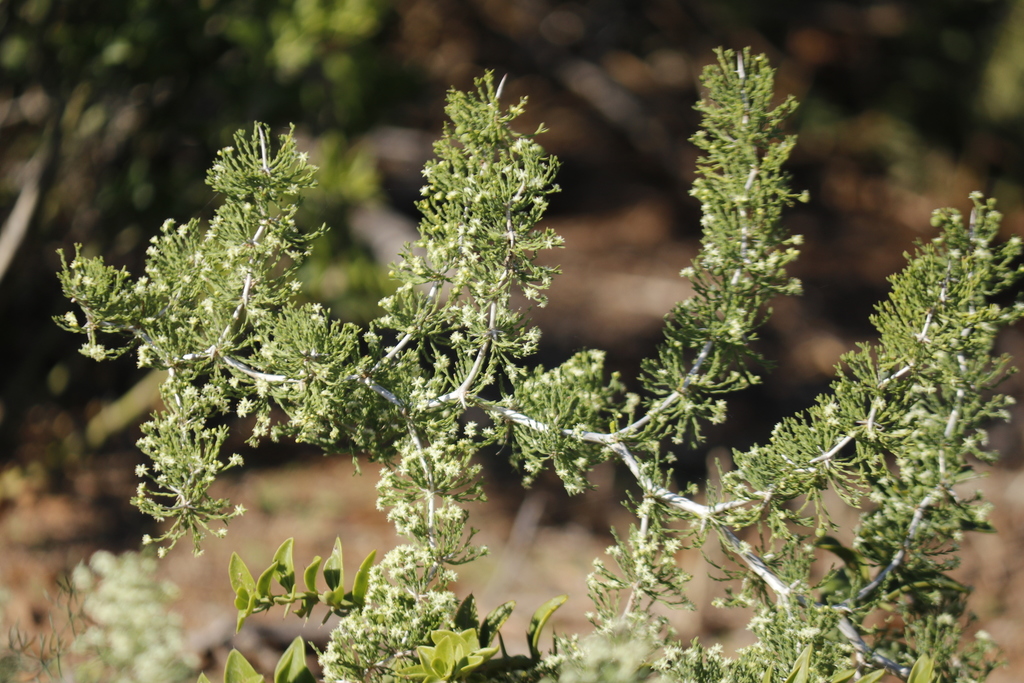Burchells Asparagus