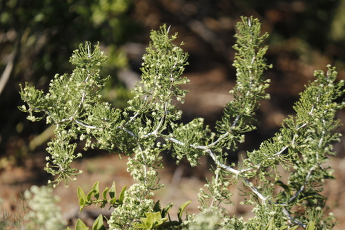 Asparagus burchellii Baker