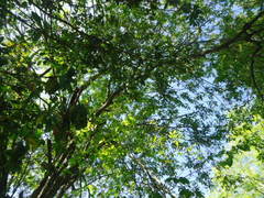 Melicoccus bijugatus