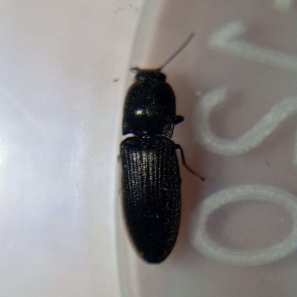 Limonius koltzei