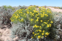 Senecio riddellii