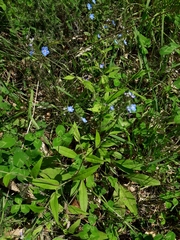 Omphalodes nitida