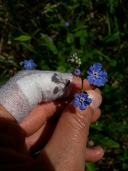 Omphalodes nitida