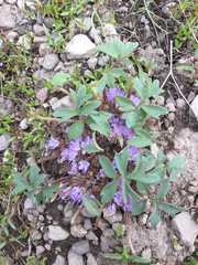 Hydrophyllum alpestre