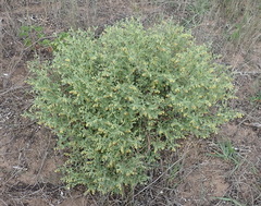 Hermannia holosericea