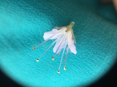 Hydrophyllum alpestre