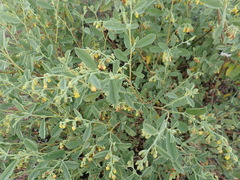 Hermannia holosericea