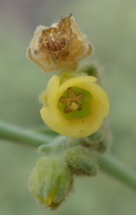 Hermannia holosericea