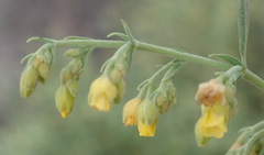 Hermannia holosericea