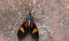 Cyanopepla submacula borealis
