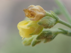 Hermannia holosericea