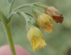 Hermannia holosericea