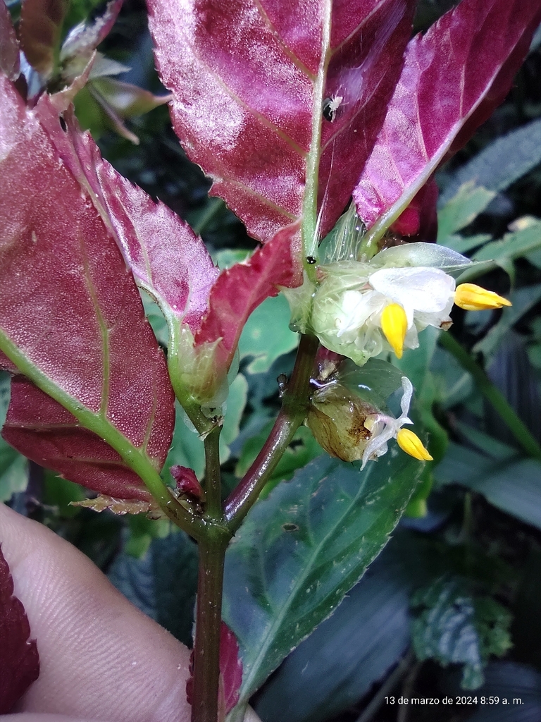 Begonia aguilarii