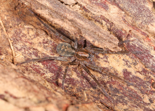 Florida Wandering Spider photo 3