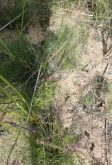 Muraltia knysnaensis