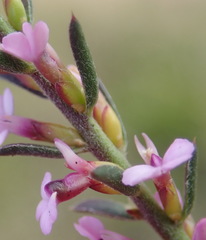 Muraltia knysnaensis