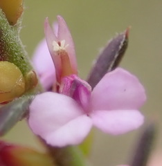 Muraltia knysnaensis