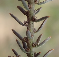 Muraltia knysnaensis