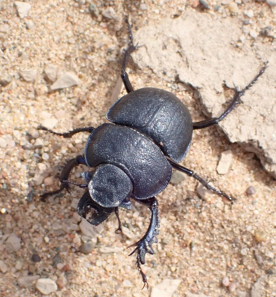 Lethrus potanini