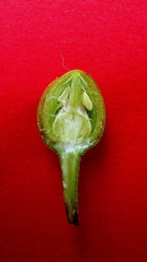 Pouteria grandiflora