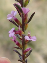 Muraltia knysnaensis