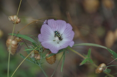 Sidalcea diploscypha