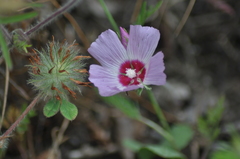 Sidalcea diploscypha