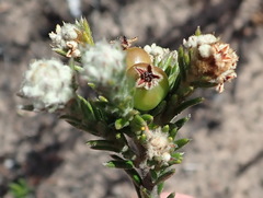 Phylica imberbis eriophoros