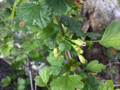 Ribes inerme