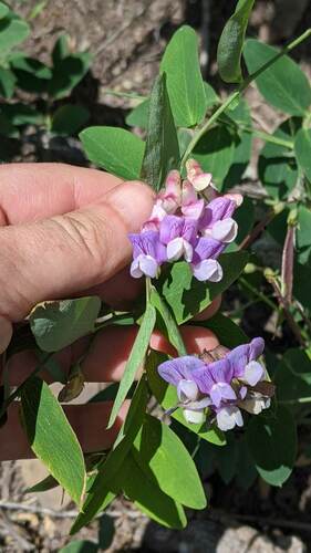 Lathyrus venosus var. venosus