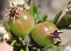 Phylica imberbis eriophoros