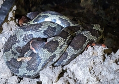 Moellendorff's Trinket Snake photo 4