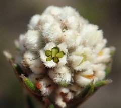Phylica imberbis eriophoros