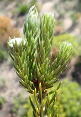 Phylica imberbis eriophoros