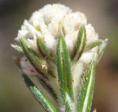 Phylica imberbis eriophoros