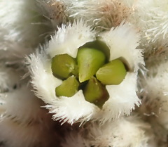 Phylica imberbis eriophoros