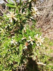 Baccharis heterophylla