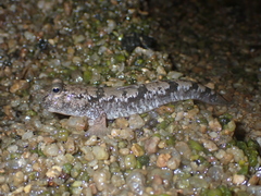 Dusky Mud Hopper photo 3