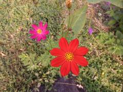 Cosmos caudatus